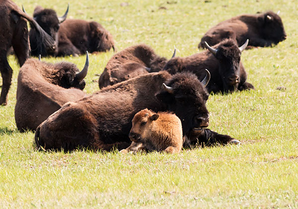 Bison (Bison Bison) 