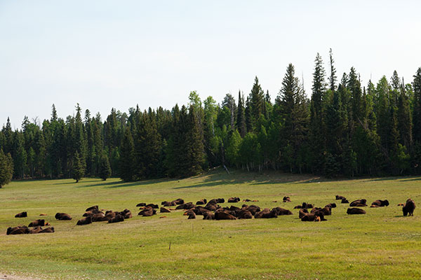 Bison (Bison Bison) 