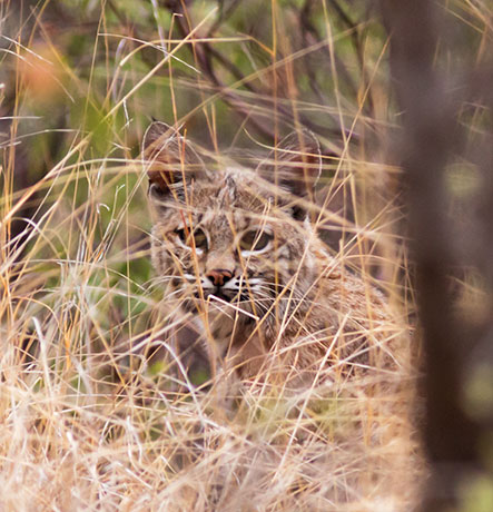 Bobcat Lynx rufus 
