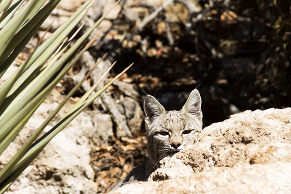 Bobcat Lynx rufus 