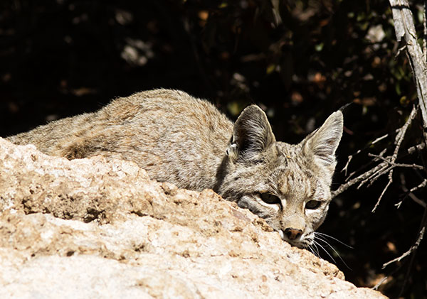 Bobcat Lynx rufus 