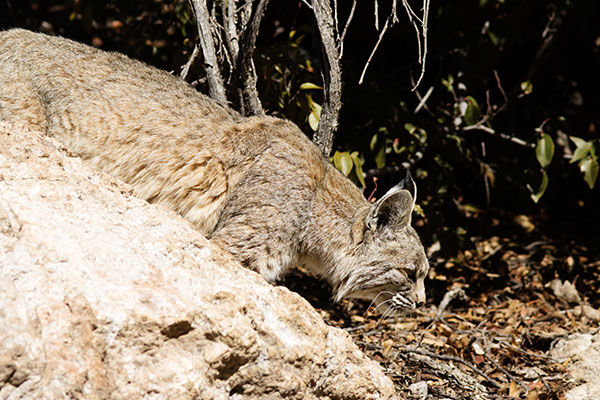 Bobcat Lynx rufus 