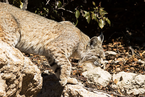 Bobcat Lynx rufus 