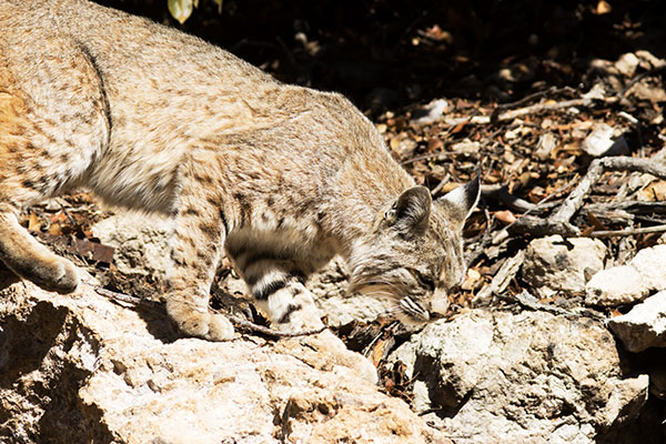 Bobcat Lynx rufus 