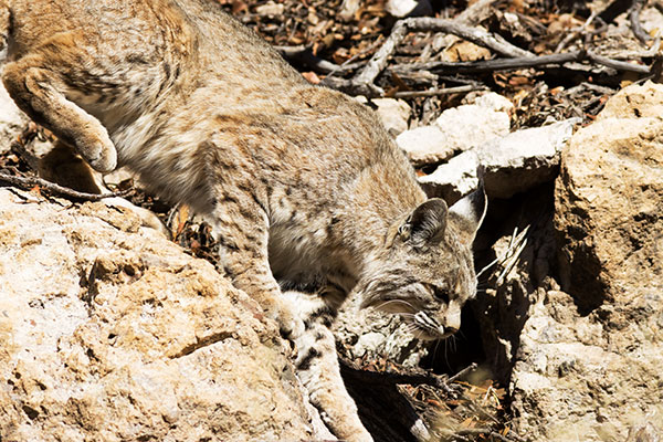 Bobcat Lynx rufus 