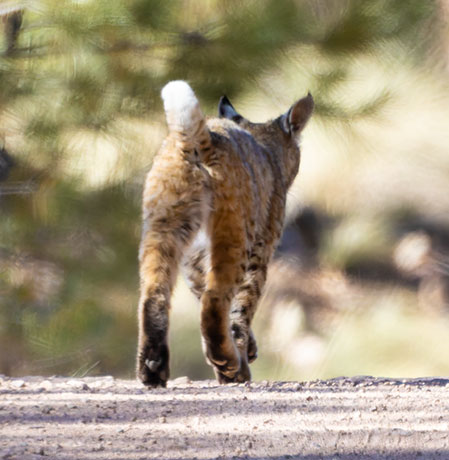 Bobcat Lynx rufus 