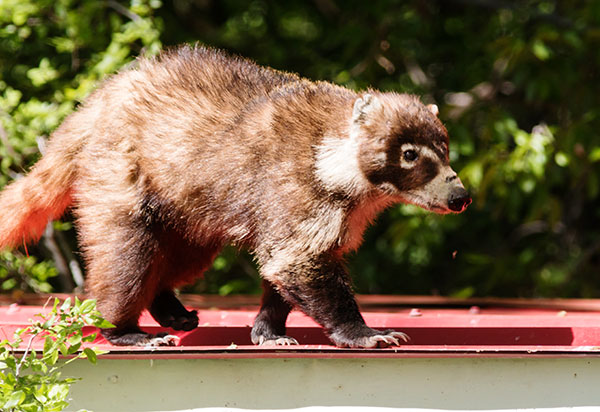White-nosed Coati Nasua narica Coatimundi Chulo 