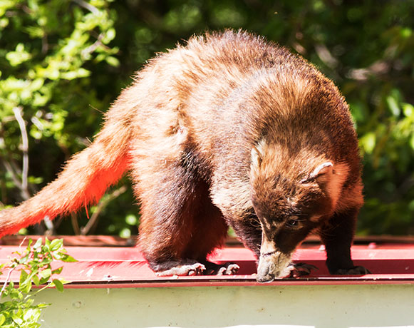 White-nosed Coati Nasua narica Coatimundi Chulo 