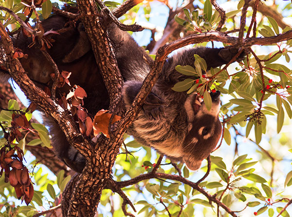 White-nosed Coati Nasua narica Coatimundi Chulo 
