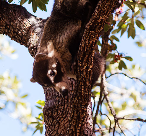 White-nosed Coati Nasua narica Coatimundi Chulo 