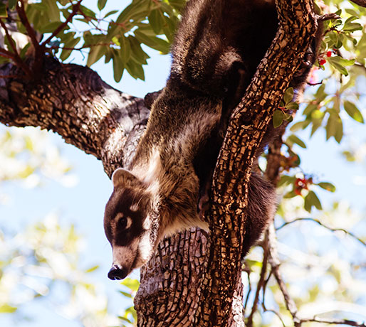 White-nosed Coati Nasua narica Coatimundi Chulo 