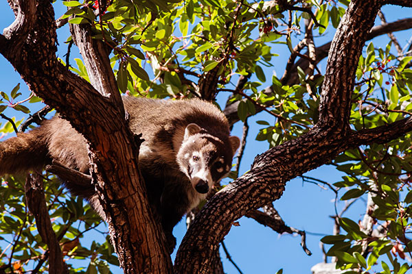 White-nosed Coati Nasua narica Coatimundi Chulo 