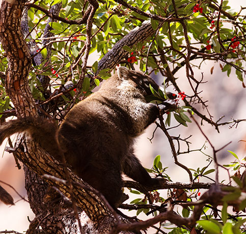 White-nosed Coati Nasua narica Coatimundi Chulo 