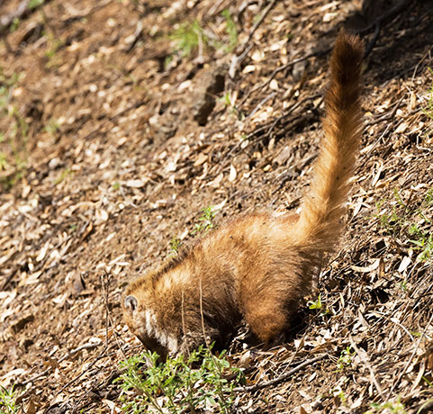 White-nosed Coati Nasua narica Coatimundi Chulo 