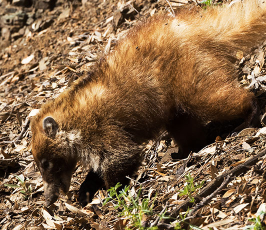 White-nosed Coati Nasua narica Coatimundi Chulo 