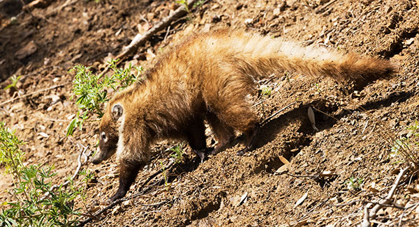 White-nosed Coati Nasua narica Coatimundi Chulo 