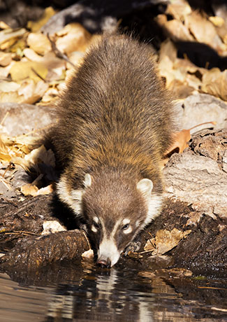 White-nosed Coati Nasua narica Coatimundi Chulo 