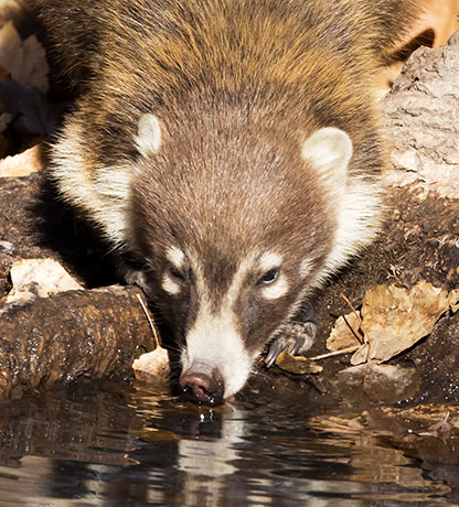 White-nosed Coati Nasua narica Coatimundi Chulo 