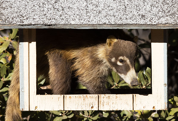 White-nosed Coati Nasua narica Coatimundi Chulo 