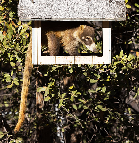 White-nosed Coati Nasua narica Coatimundi Chulo 