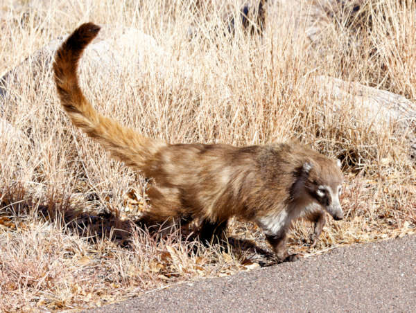 White-nosed Coati Nasua narica Coatimundi Chulo 
