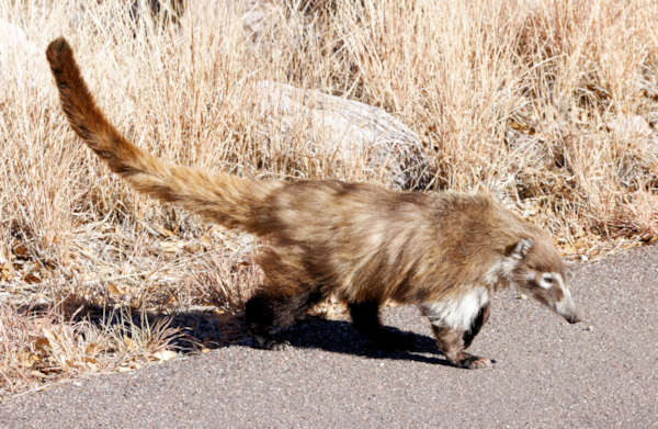 White-nosed Coati Nasua narica Coatimundi Chulo 
