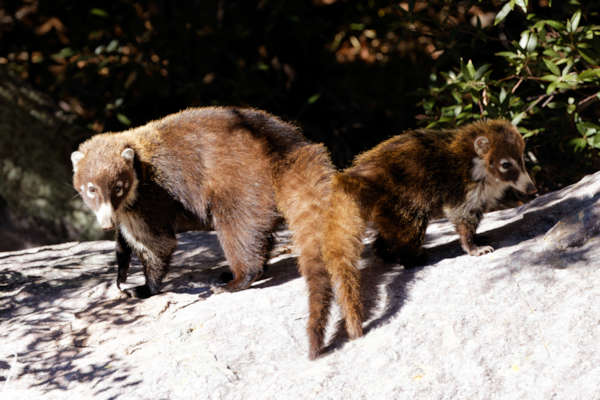 White-nosed Coati Nasua narica Coatimundi Chulo 