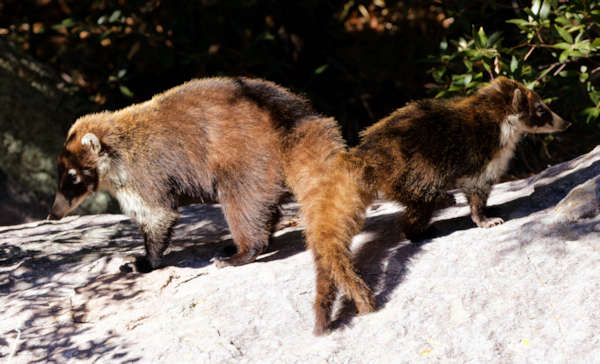 White-nosed Coati Nasua narica Coatimundi Chulo 