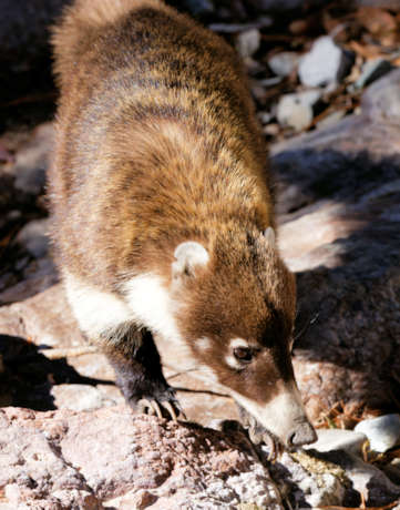 White-nosed Coati Nasua narica Coatimundi Chulo 