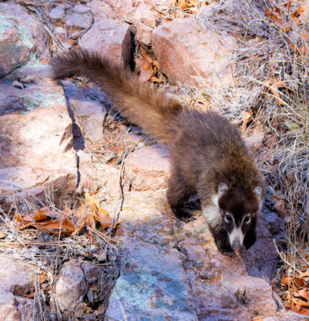 White-nosed Coati Nasua narica Coatimundi Chulo 