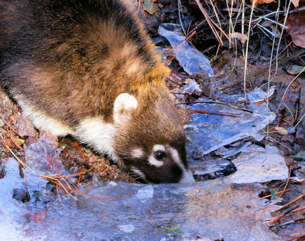 White-nosed Coati Nasua narica Coatimundi Chulo 
