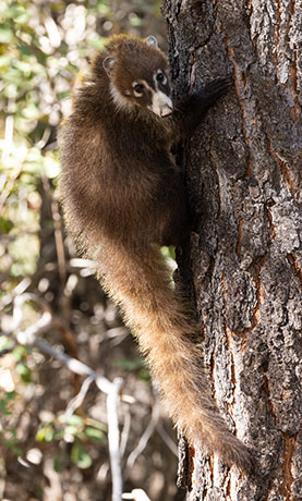 White-nosed Coati Nasua narica Coatimundi Chulo 