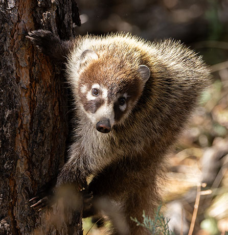 White-nosed Coati Nasua narica Coatimundi Chulo 