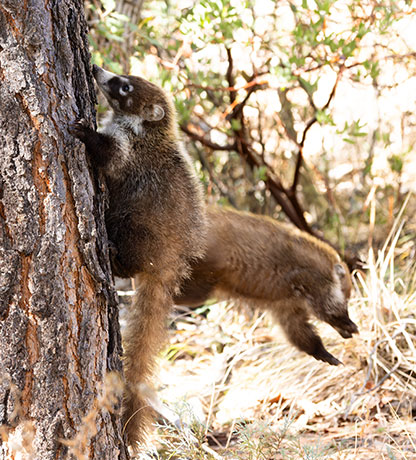 White-nosed Coati Nasua narica Coatimundi Chulo 