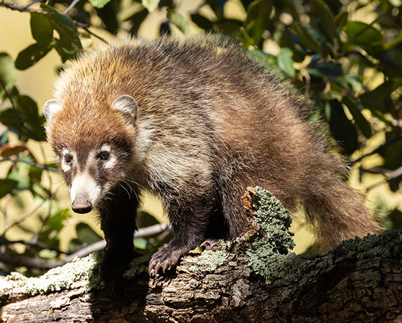 White-nosed Coati Nasua narica Coatimundi Chulo 