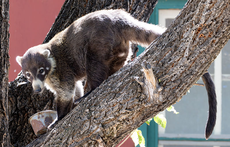 White-nosed Coati Nasua narica Coatimundi Chulo 