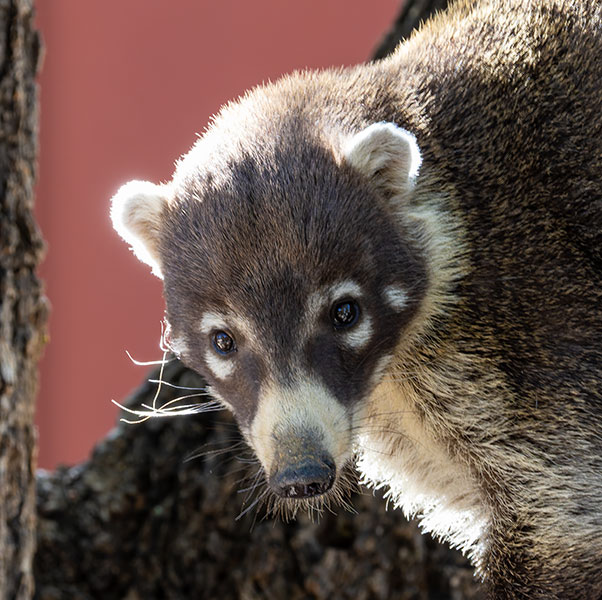 White-nosed Coati Nasua narica Coatimundi Chulo 