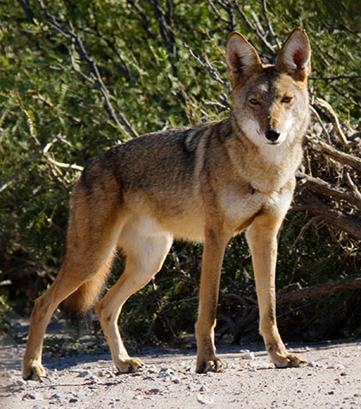 Coyote Canis latrans 