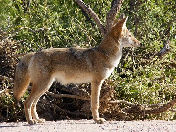Coyote Canis latrans 