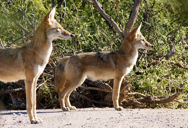 Coyote Canis latrans 