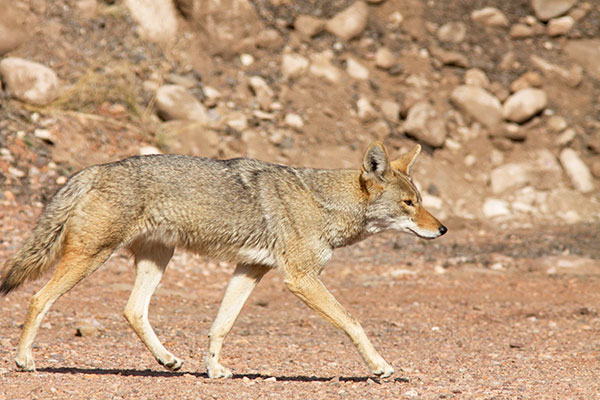 Coyote Canis latrans 