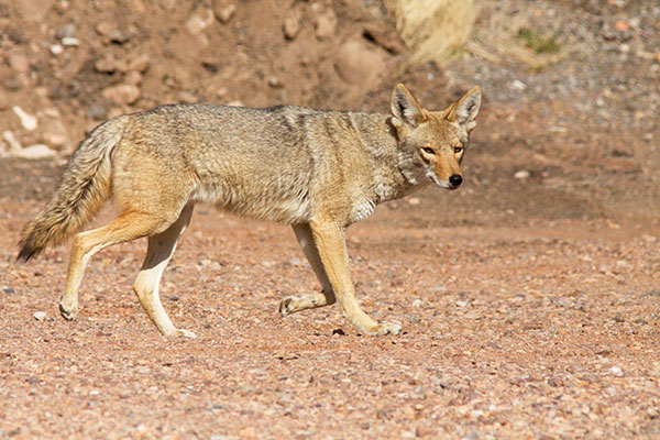 Coyote Canis latrans 
