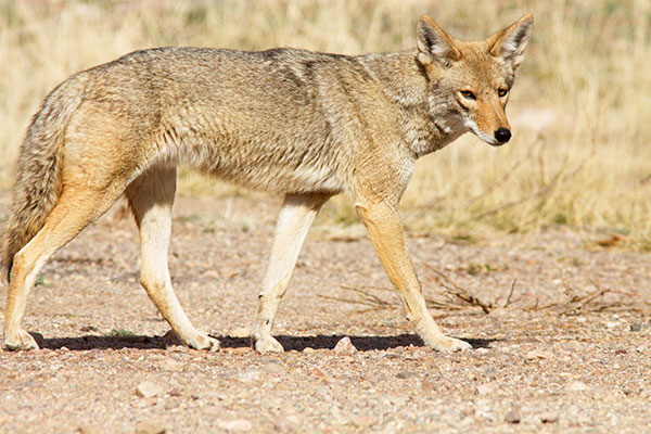 Coyote Canis latrans 