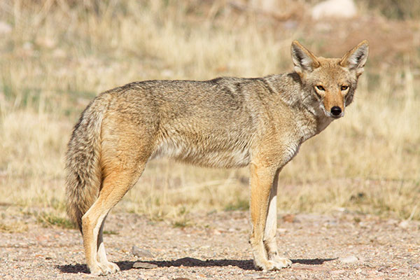 Coyote Canis latrans 