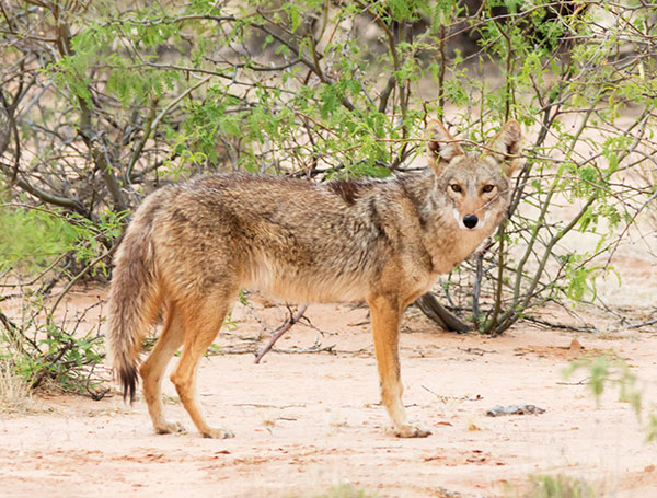 Coyote Canis latrans 