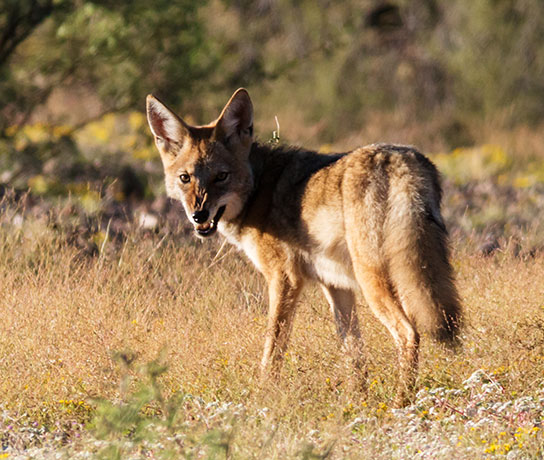 Coyote Canis latrans 