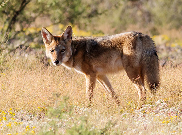 Coyote Canis latrans 