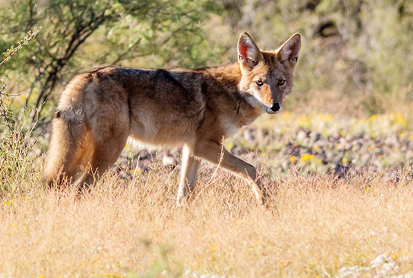 Coyote Canis latrans 