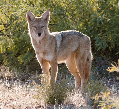 Coyote Canis latrans 