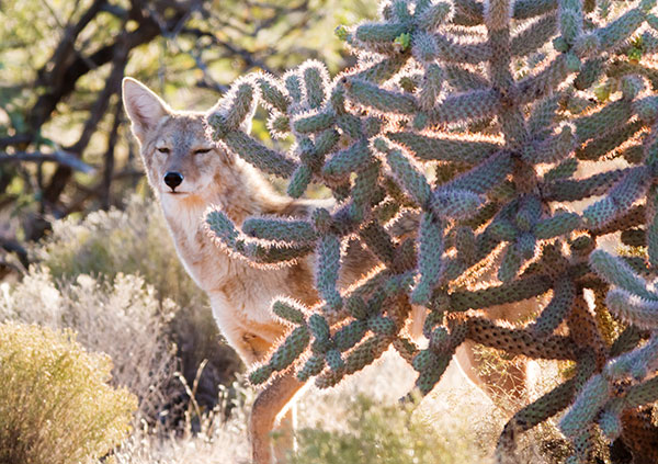 Coyote Canis latrans 